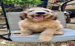 Bernedoodle dogs for sale: F1b Standard Bernedoodle - Image 7