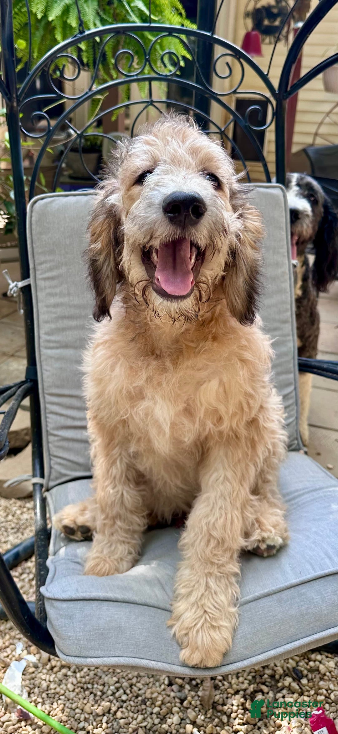 Bernedoodle dogs for sale: F1b Standard Bernedoodle - Image 7
