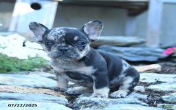 French Bulldog dogs for sale: Lily - Image 1