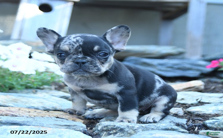 French Bulldog dogs for sale - Ad 2