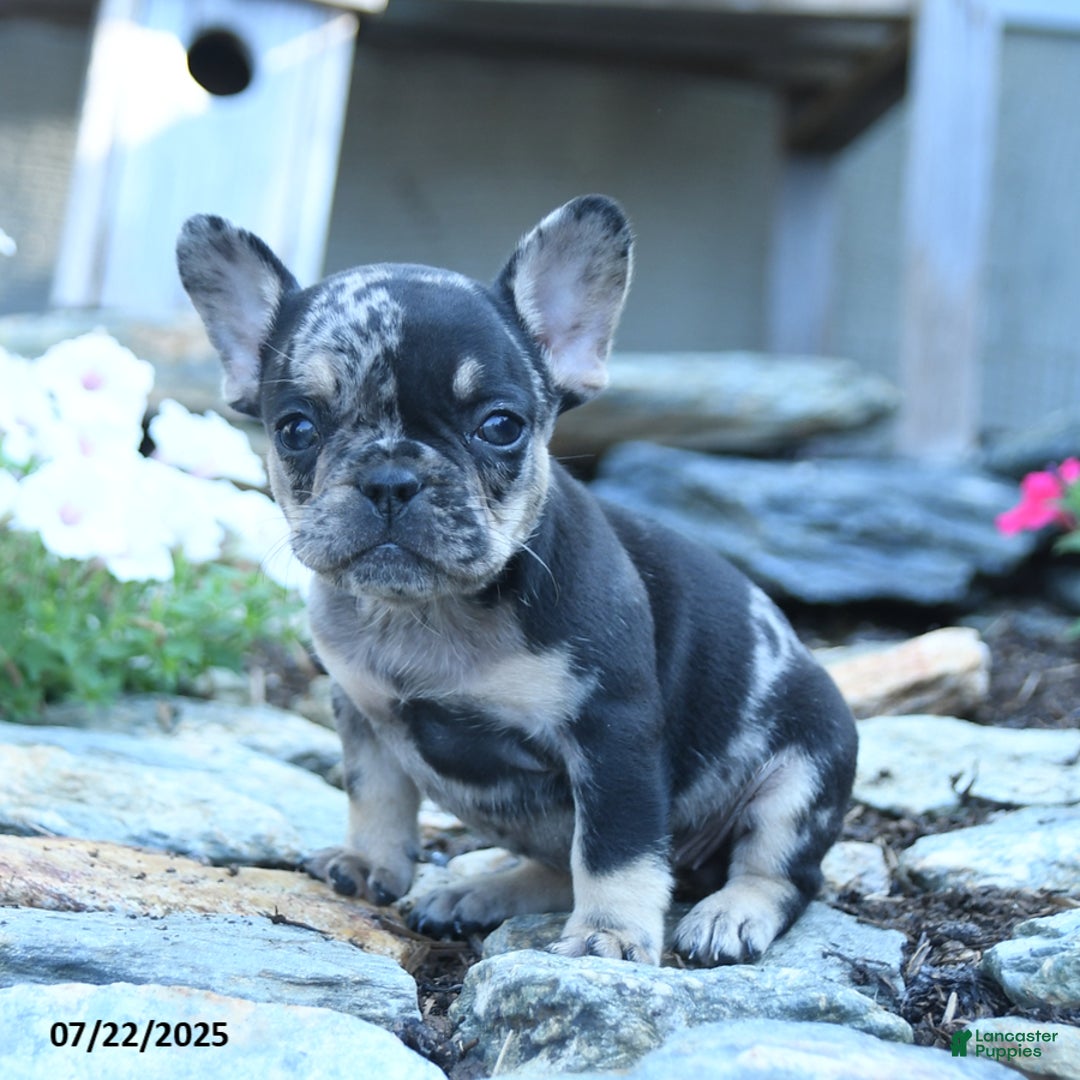 French Bulldog dogs for sale: Lily - Image 1