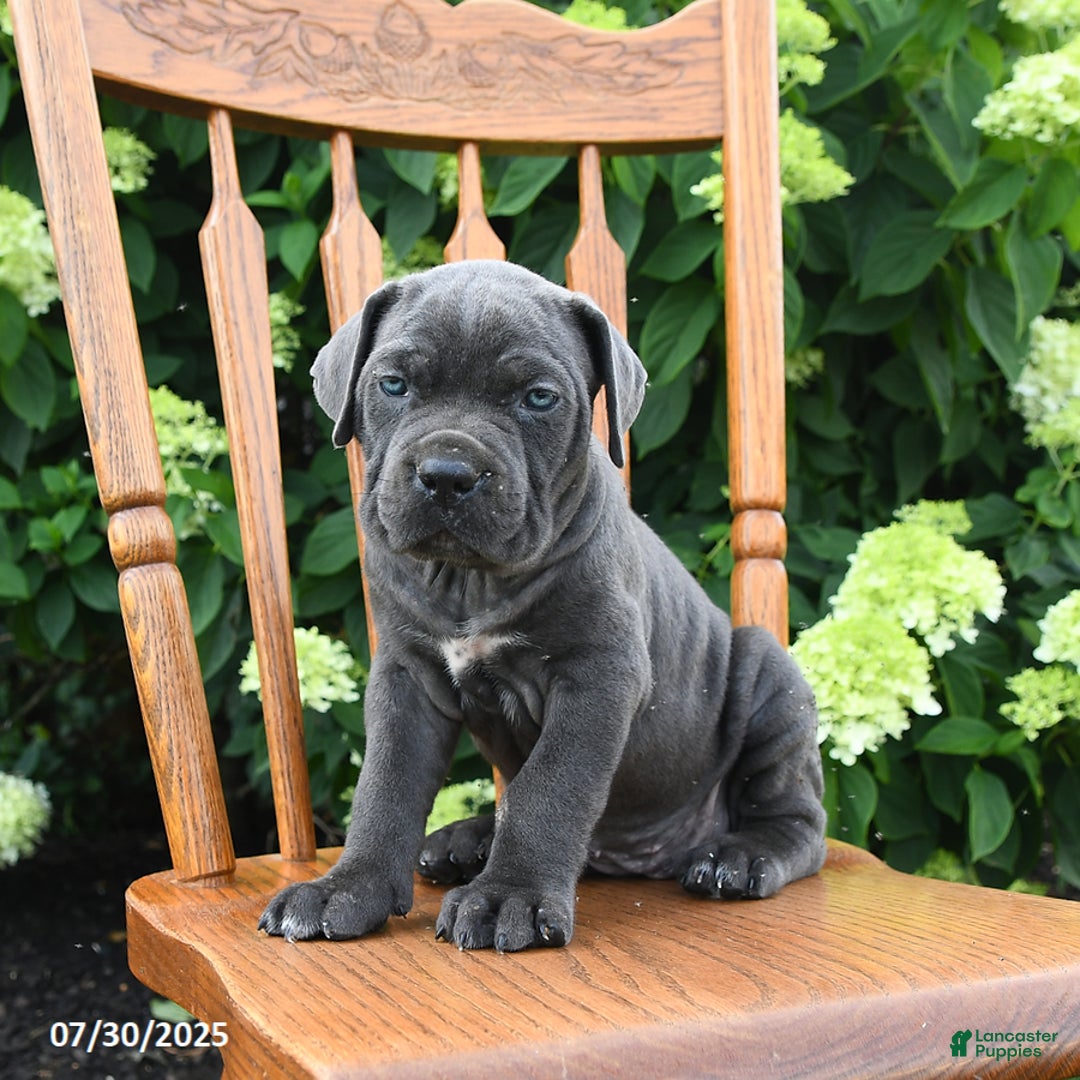 Cane Corso dogs for sale: Sugar - Image 1