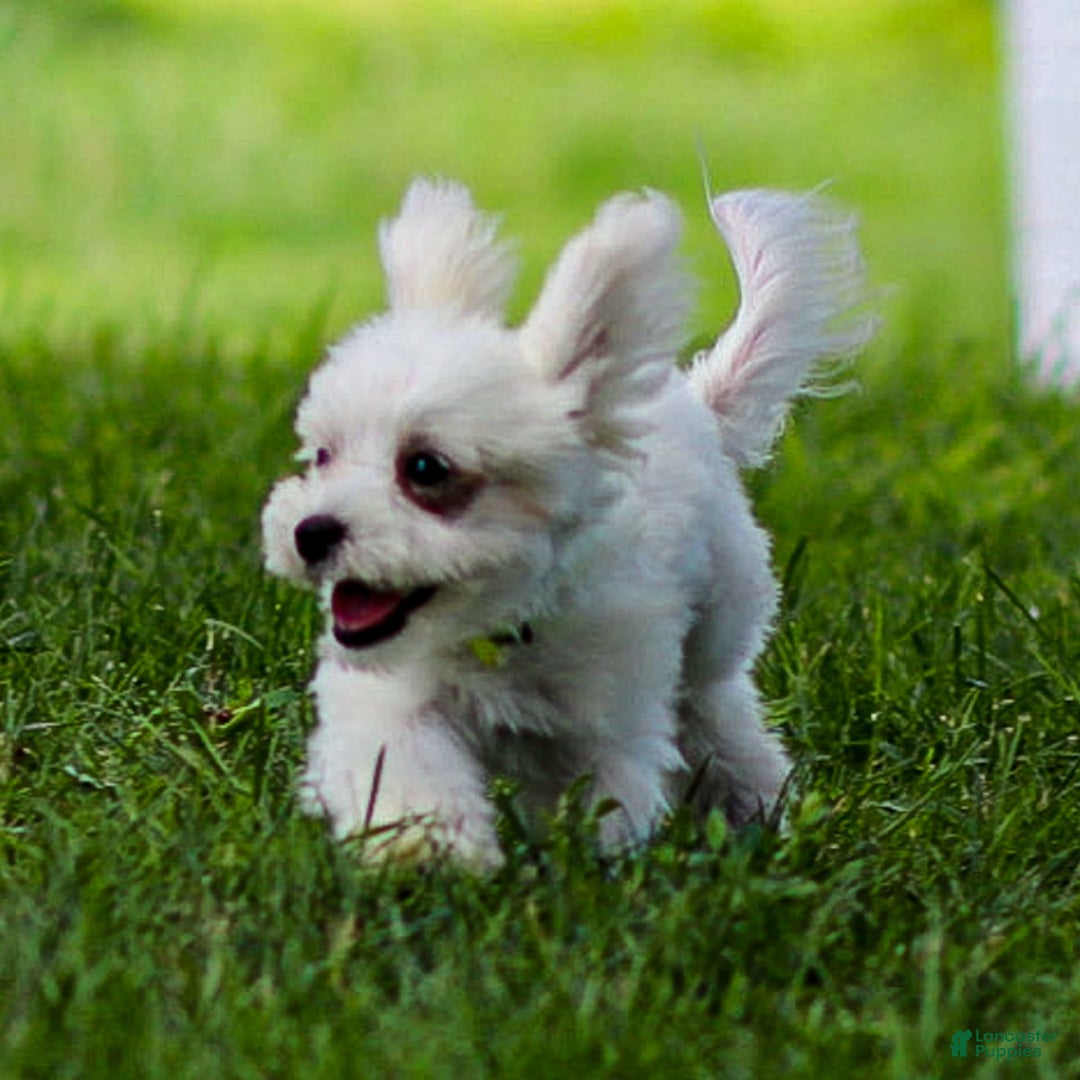 Maltese dogs for sale: River - Image 5
