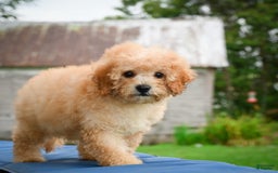 Cavapoo dogs for sale: Clyde - Image 8