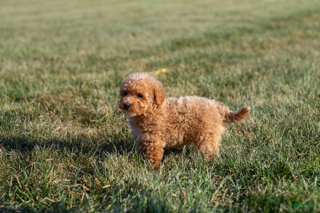 Miniature Poodle dogs for sale: Precious - Image 11