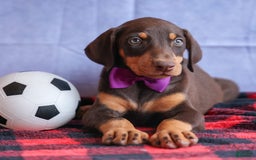 Doberman Pinscher dogs for sale: Dixie - Image 16
