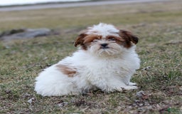 Shihpoo dogs for sale: Buster - Image 14