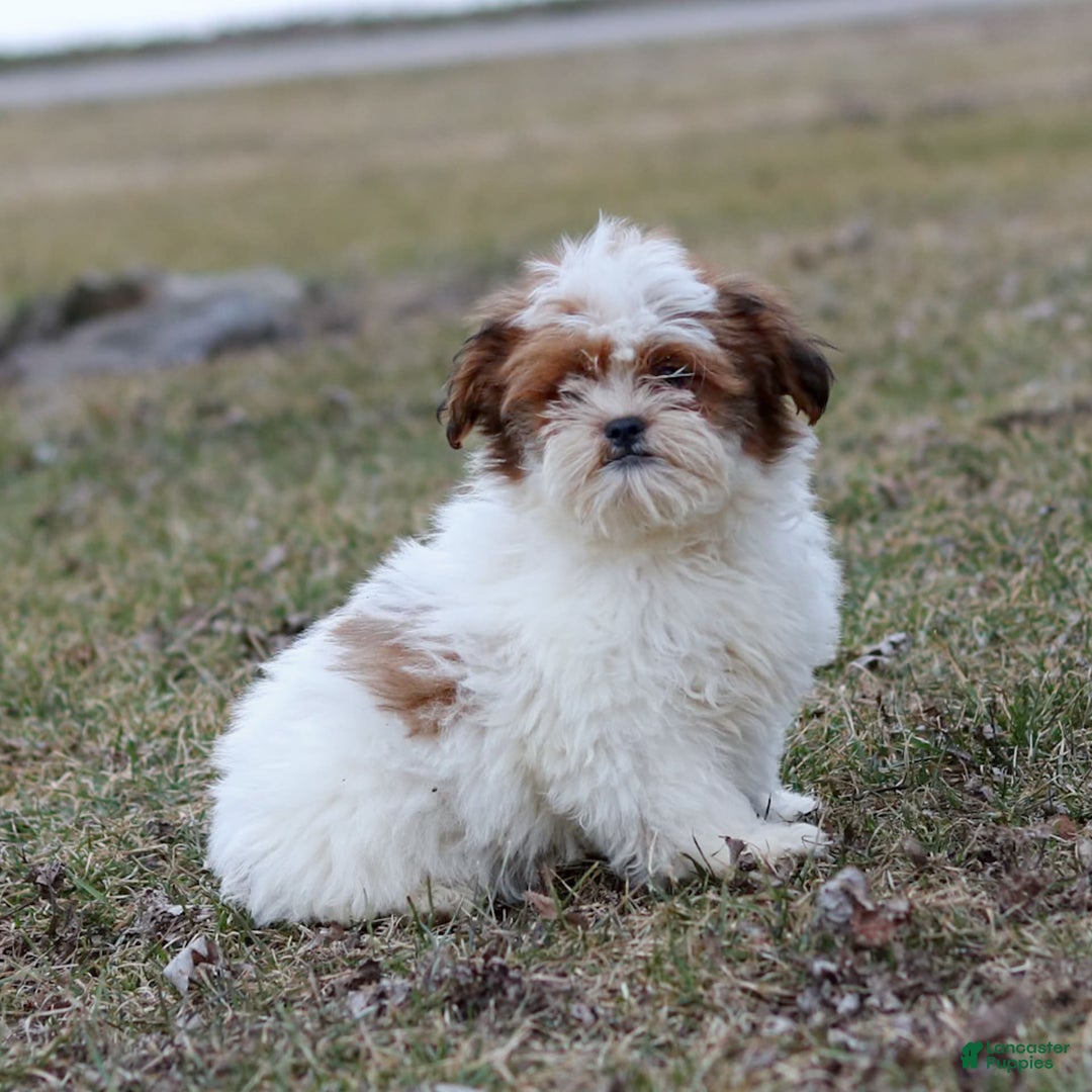 Shihpoo dogs for sale: Buster - Image 14