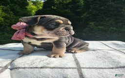 English Bulldog dogs for sale: Dalilah - Image 2