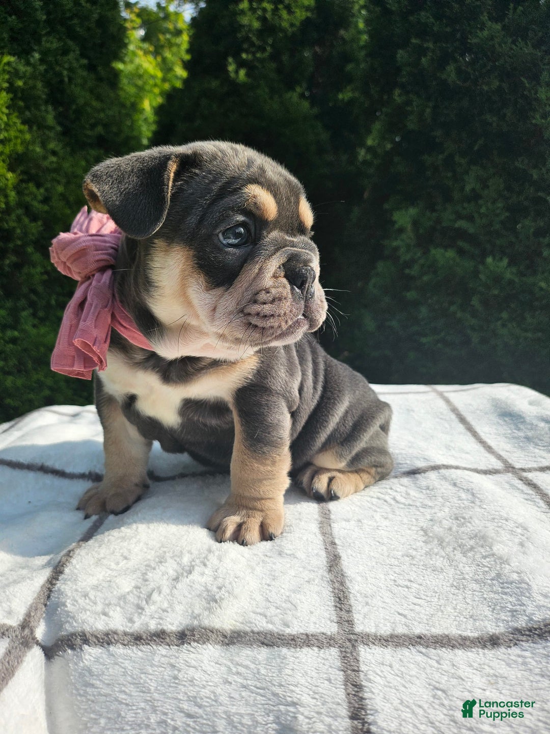 English Bulldog dogs for sale: Dalilah - Image 2