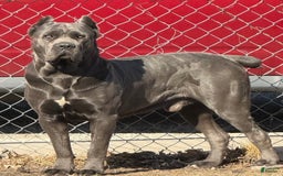 Cane Corso dogs for sale: Fomentino Female 1 - Image 4
