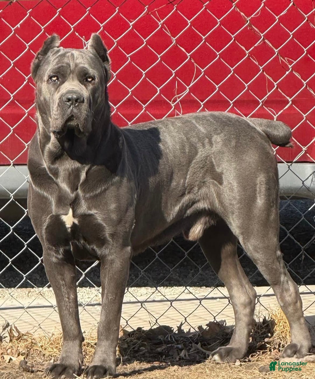Cane Corso dogs for sale: Fomentino Female 1 - Image 4