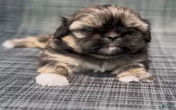 Shih Tzu dogs for sale: Minnie - Image 5
