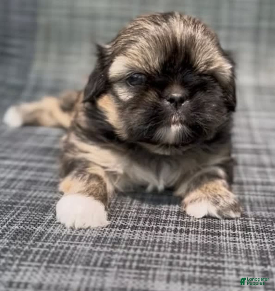 Shih Tzu dogs for sale: Minnie - Image 5