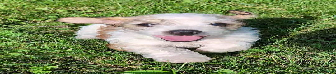 Scout