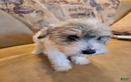 Miniature Schnauzer dogs for sale: Honey - Image 1