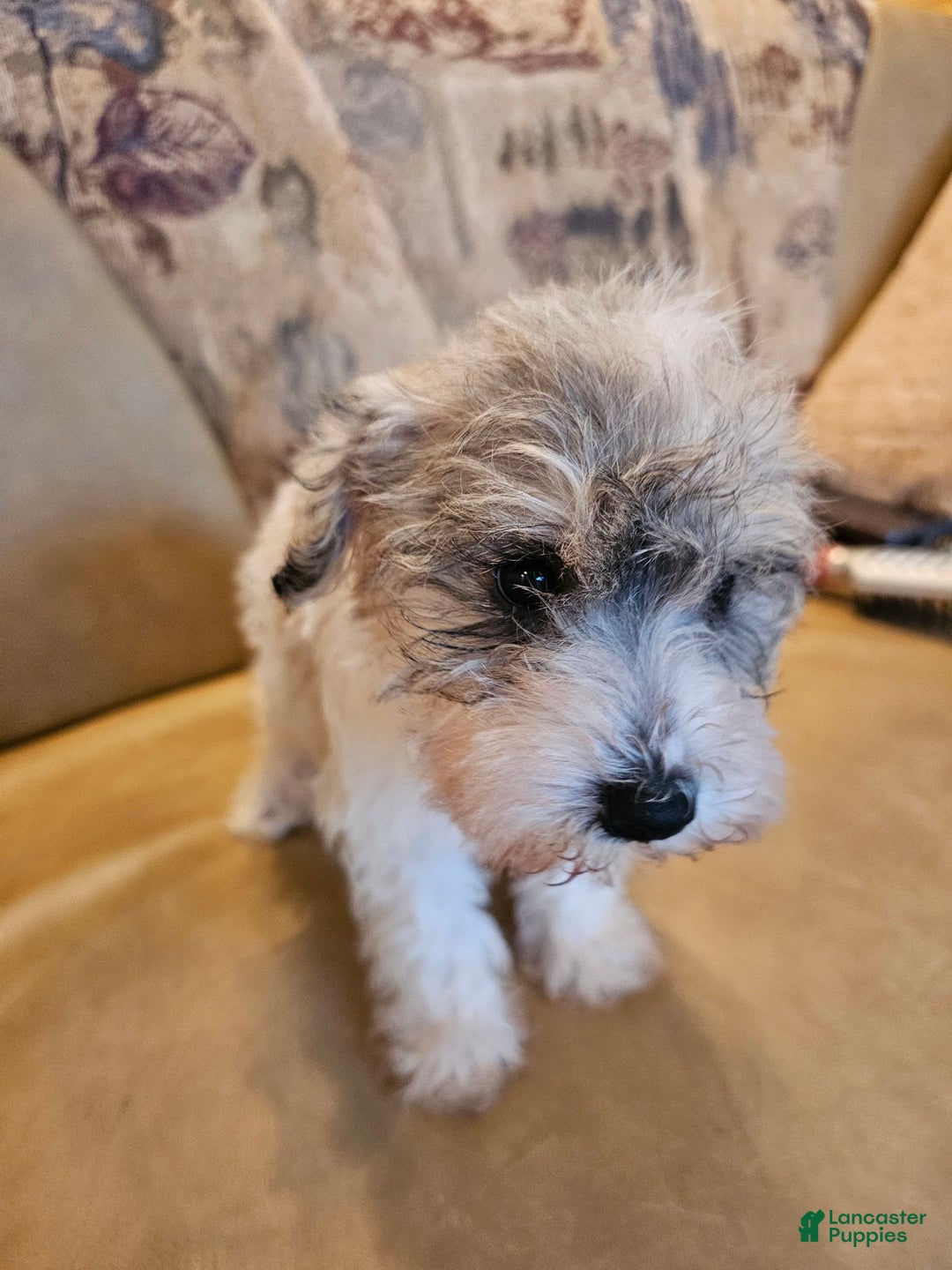 Miniature Schnauzer dogs for sale: Honey - Image 1