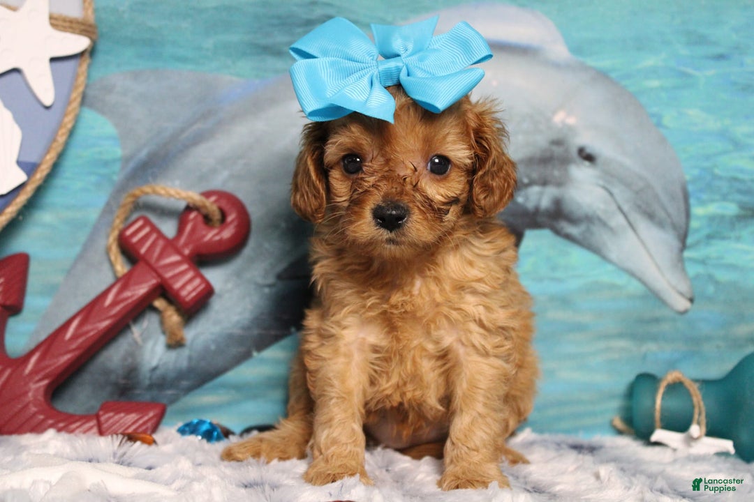 Cavapoo dogs for sale: Phoenix - Image 7