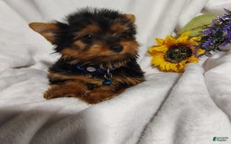Yorkshire Terrier dogs for sale: Shep - Image 16