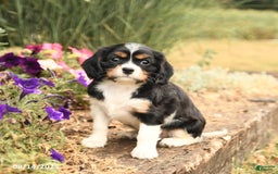 Cavalier King Charles Spaniel dogs for sale: Daisy - Image 4