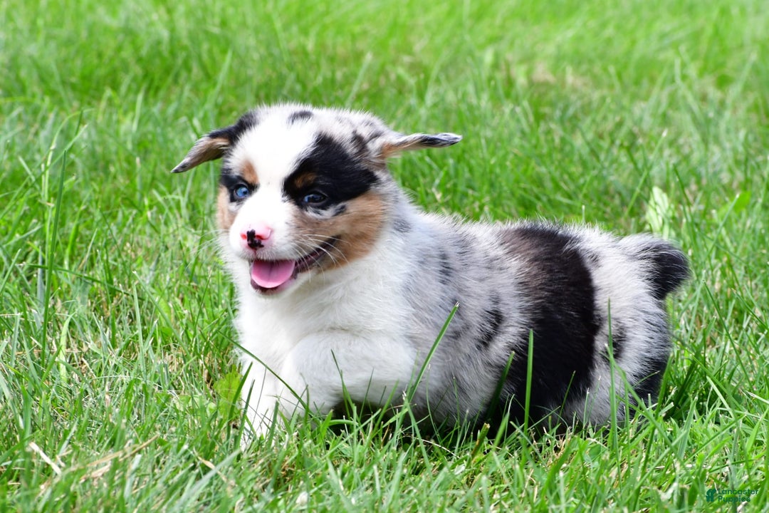 Australian Shepherd dogs for sale: Charlie - Image 3