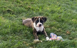 Boxer dogs for sale: River - Image 1