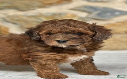 Mini Aussiedoodle dogs for sale: Ruger - Image 2