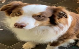 Australian Shepherd dogs for sale: Jose - Image 10