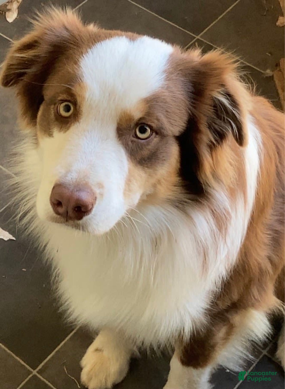 Australian Shepherd dogs for sale: Jose - Image 10