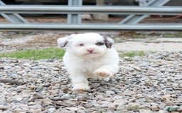 Shihpoo dogs for sale: Billy - Image 13