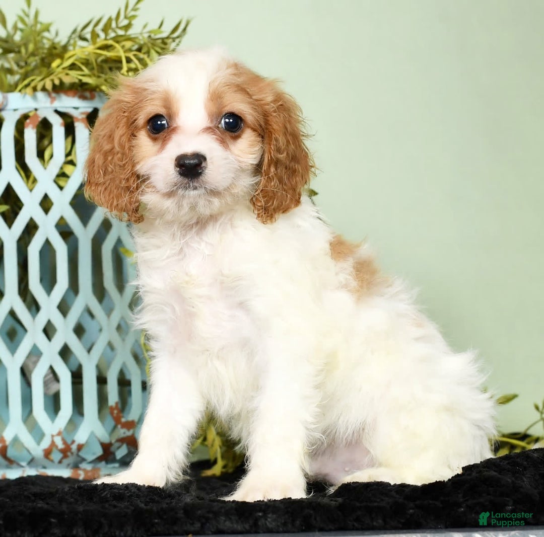 Cavapoo dogs for sale: Joey - Image 4