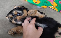 Shorkie dogs for sale: Grady - Image 3