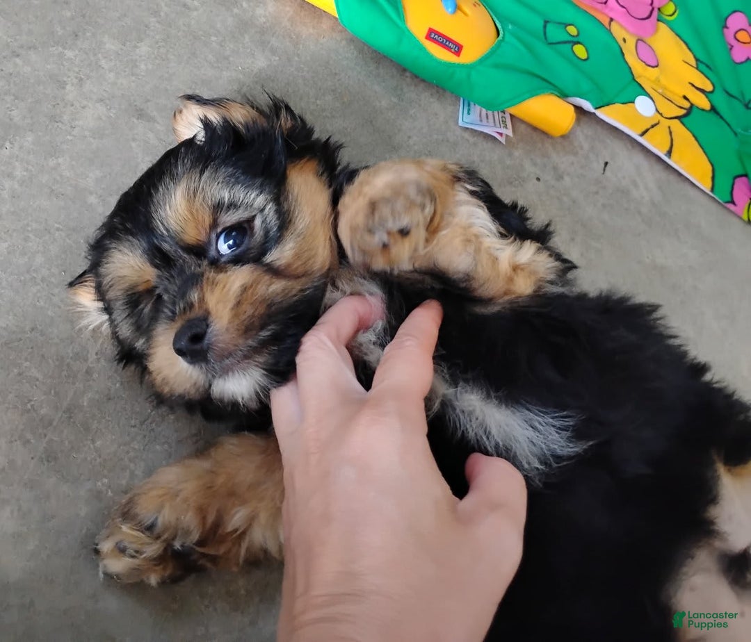 Shorkie dogs for sale: Grady - Image 3