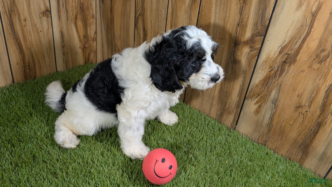 Cavapoo dogs for sale: Missy Girl 2 - Image 7