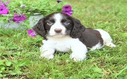 English Springer Spaniel dogs for sale: Pickles - Image 2