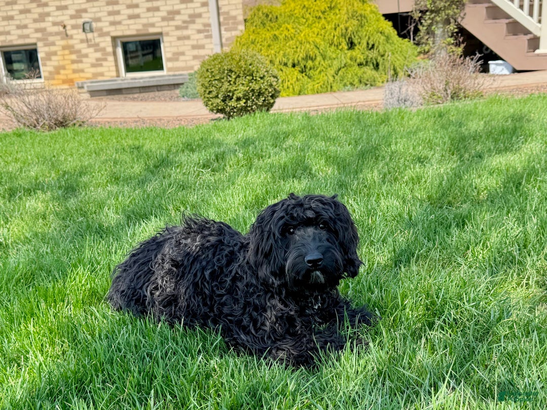 Cockapoo dogs for sale: Brent - Image 3
