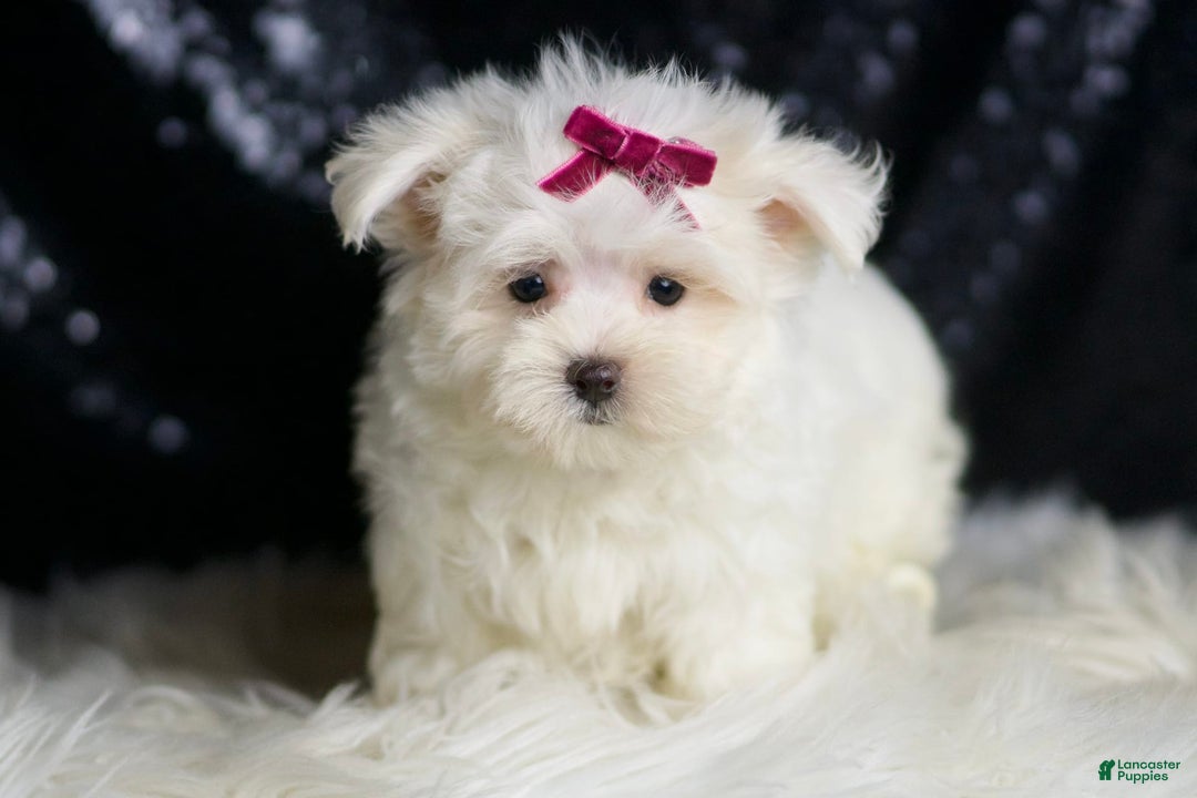 Maltese dogs for sale: Mizzie - Image 6