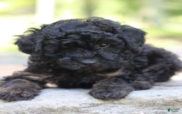 Miniature Poodle dogs for sale: Tessa - Image 2