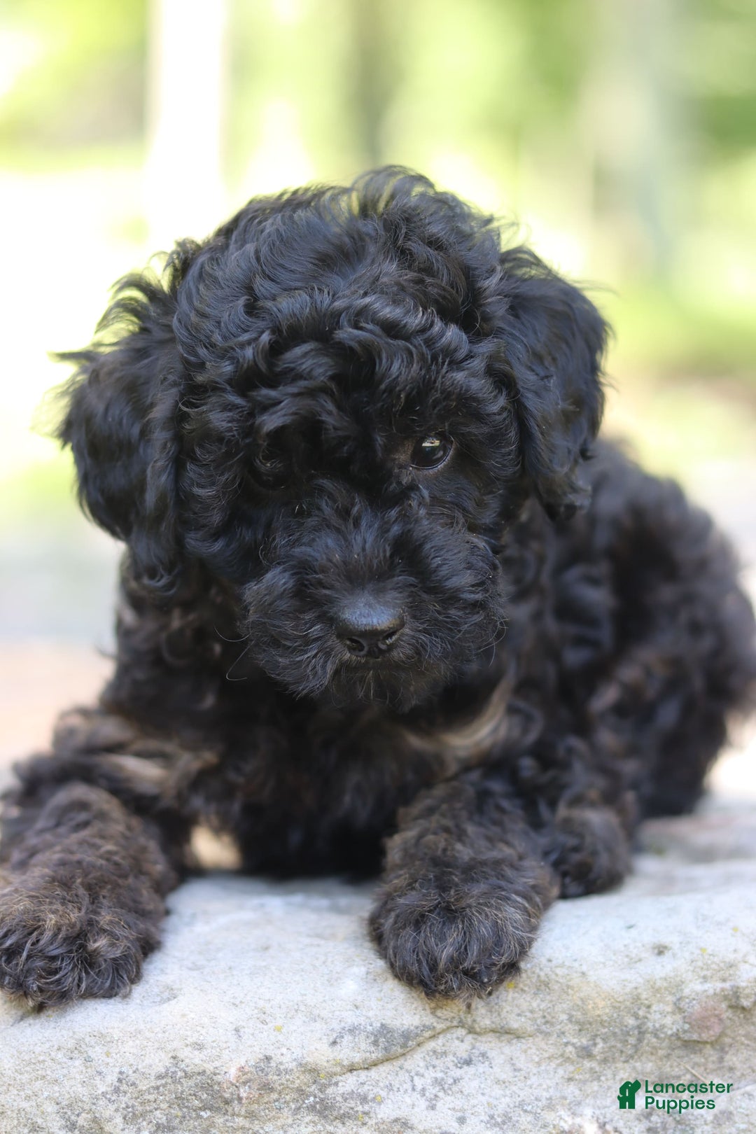Miniature Poodle dogs for sale: Tessa - Image 2