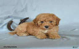 Shihpoo dogs for sale: Romeo - Image 2