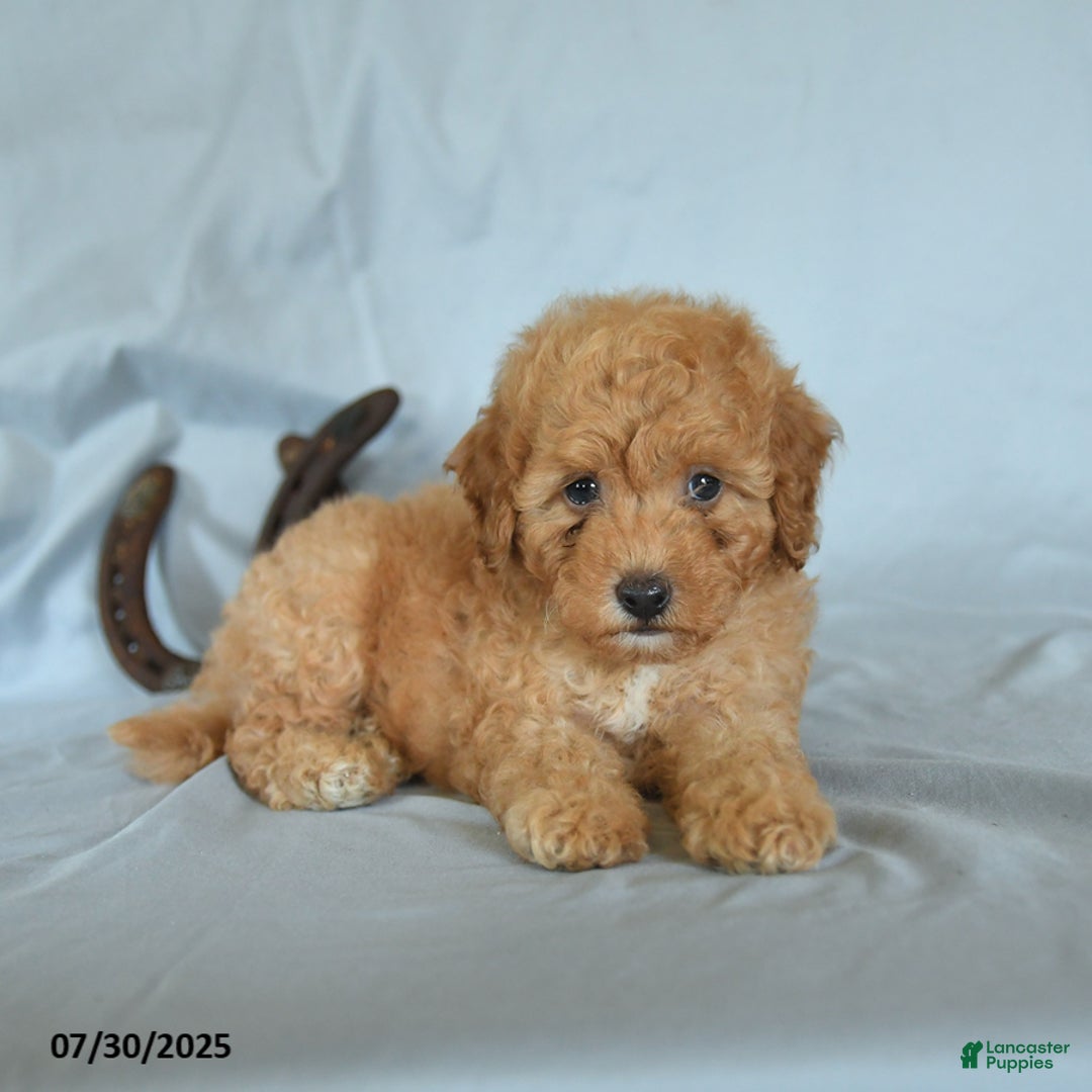 Shihpoo dogs for sale: Romeo - Image 2