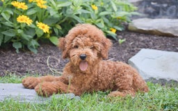 Miniature Poodle dogs for sale: Malcolm - Image 3