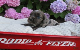 Cocker Spaniel dogs for sale: Milo - Image 2