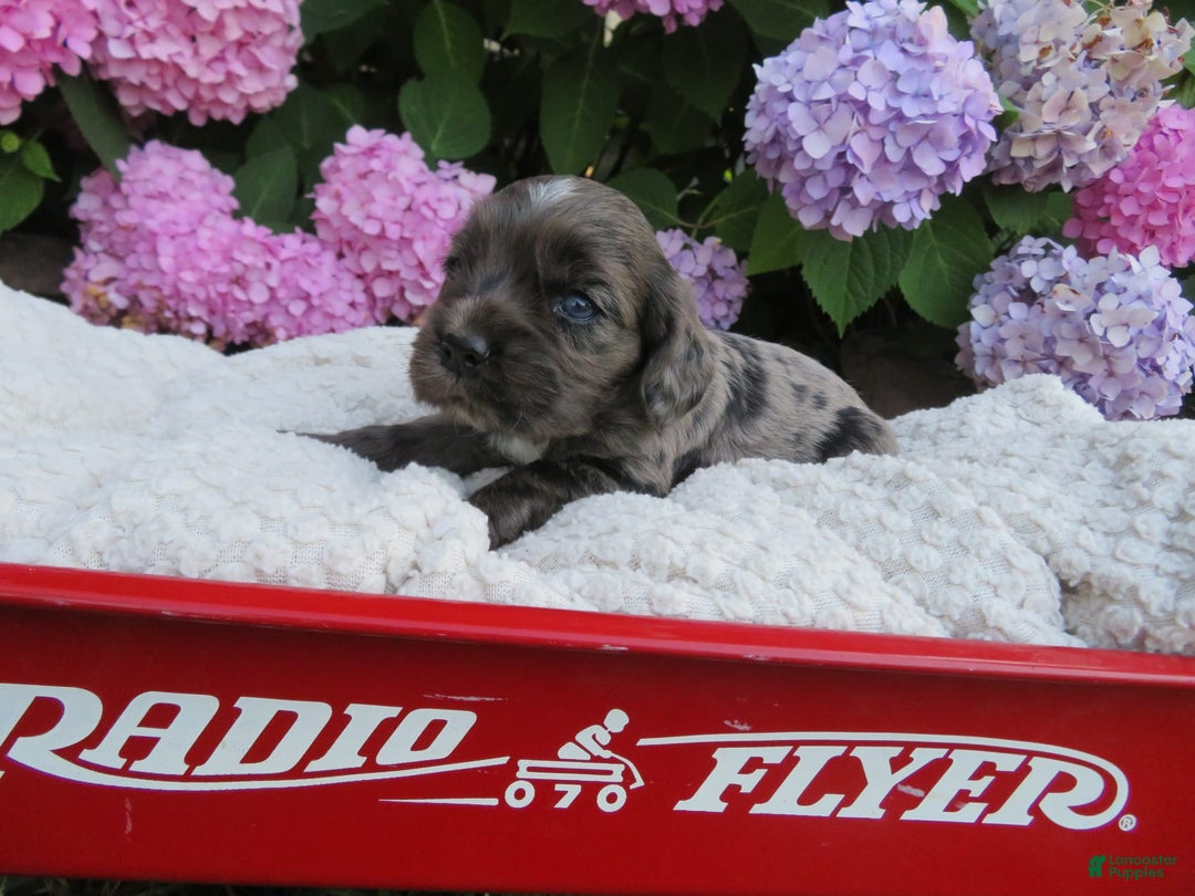 Cocker Spaniel dogs for sale: Milo - Image 2