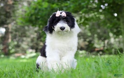 Sheepadoodle dogs for sale: Lola - Image 2