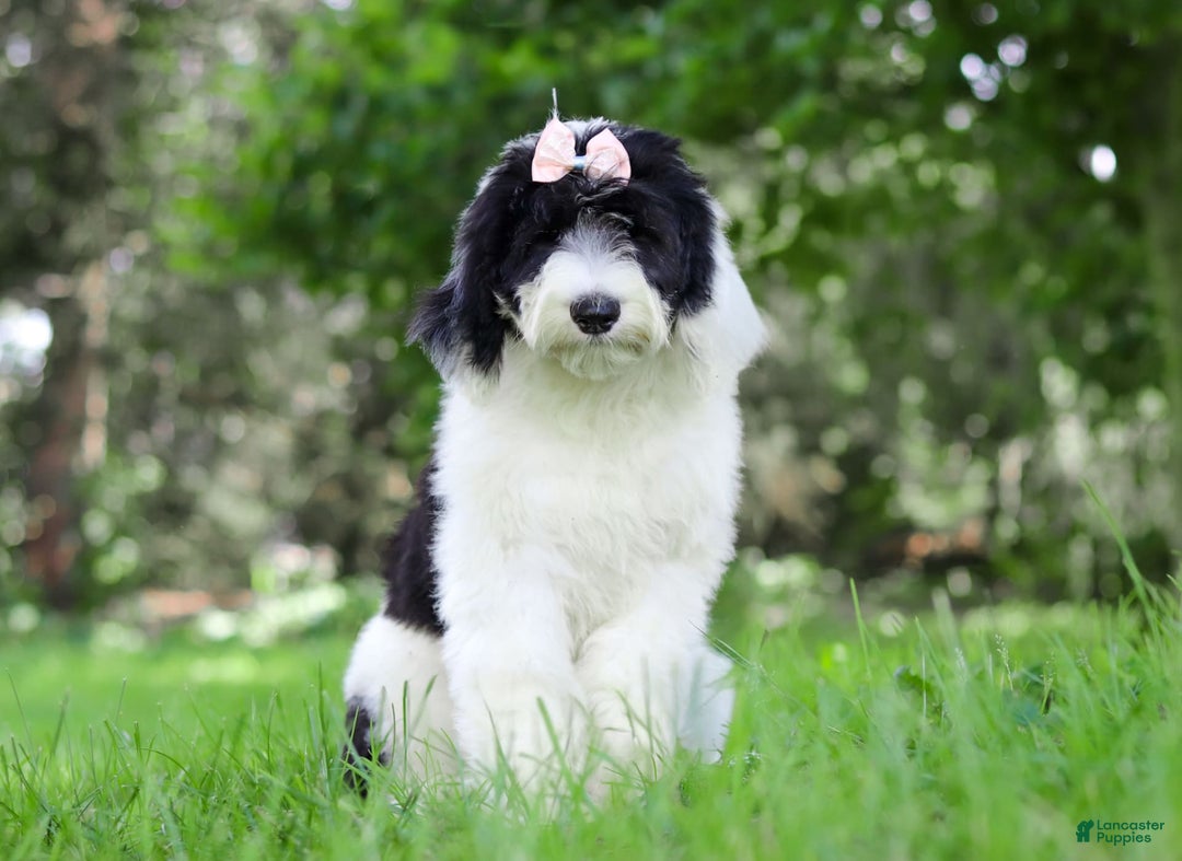 Sheepadoodle dogs for sale: Lola - Image 2