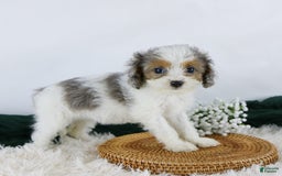 Cavapoo dogs for sale: Bonnie - Image 3