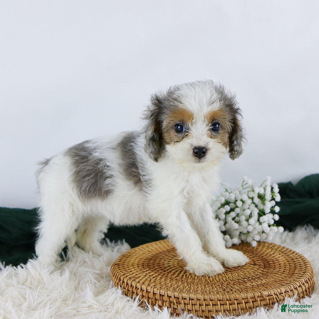 Cavapoo dogs for sale: Bonnie - Image 3