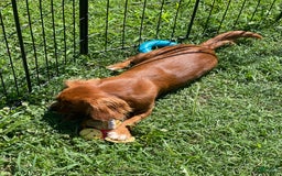 Cavalier King Charles Spaniel dogs for sale: Puppy 75 - Image 3
