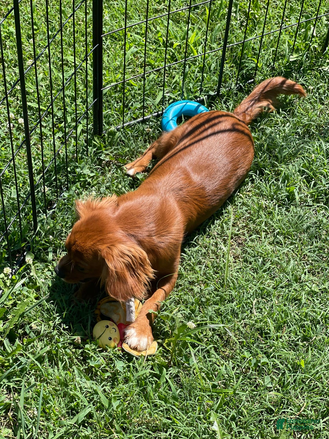 Cavalier King Charles Spaniel dogs for sale: Puppy 75 - Image 3